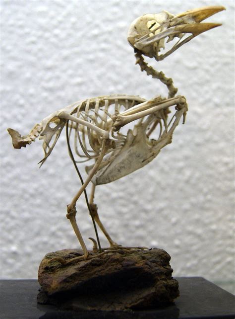 Bird Skeleton Femur Patella Tibia Fibula Tarsals Metatarsals