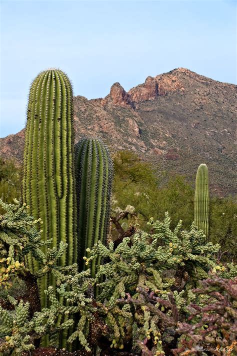 Read ahead for our guide to the 10 best bars in tucson. Reisebericht Saguaro Nationalparks Tucson: Saguaro Kaktus ...