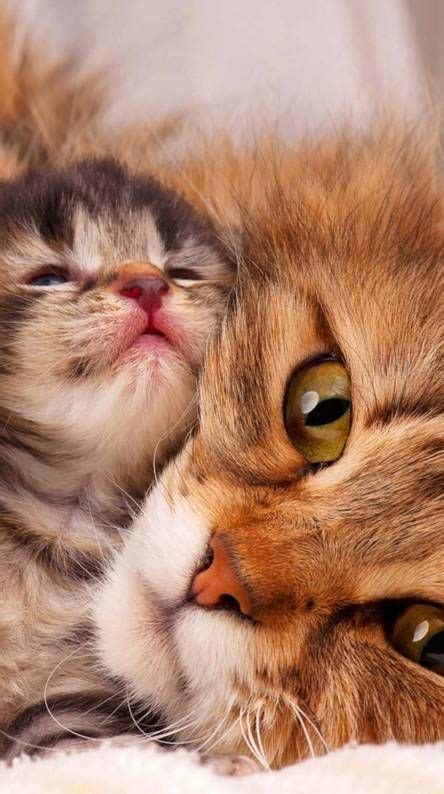 Pin By Ashley Friedeck On All Content Wallpaper Hd Kittens Cutest