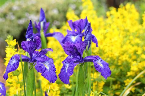 Beautiful Violet Iris Flowers In The Garden Stock Image Image Of