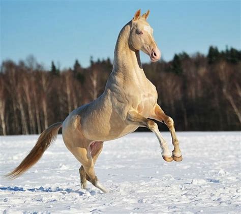 Akhal Teke Stallion Shaar Shael Photo Artur Baboev Лошадиные