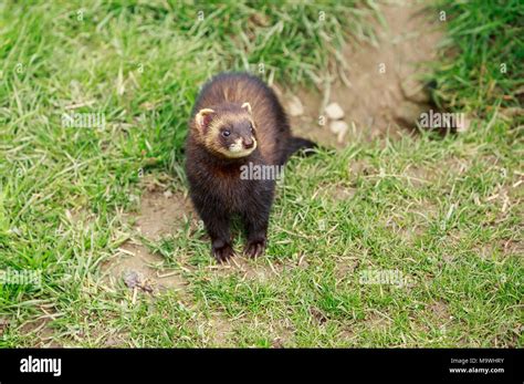The European Polecat Also Known As The Common Ferret Black Or Forest