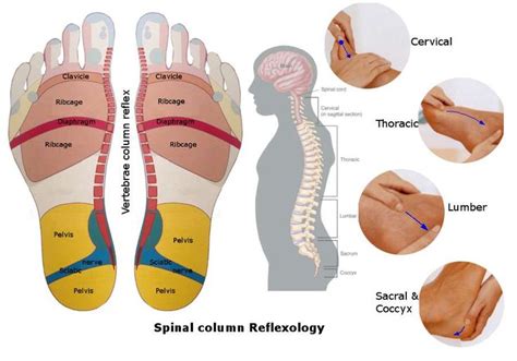 Reflexology Spinal Column Spinal Reflexology Spinal Column