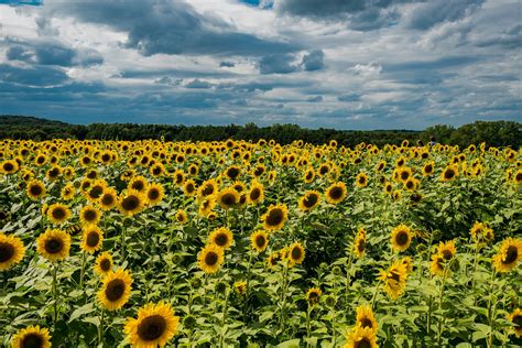 Sunflower Field · Free Stock Photo