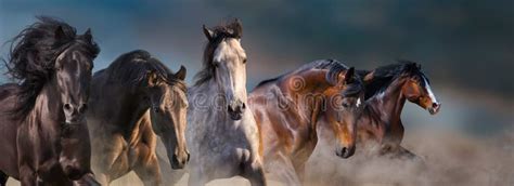 Horses In Motion Close Up Portrait Stock Photo Image Of Palomino