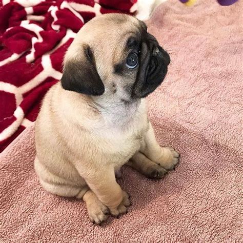 Pug Lovers Club No Instagram 📷 From Beachpug 😍😍😍😍😍 🐶🐶 Shop For Pug
