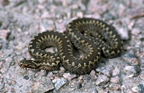 Viper Venomous Pit Vipers Rattlesnakes Britannica
