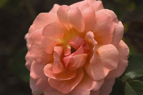 Maybe you would like to learn more about one of these? Beyond Knockout. The Next Generation of Garden Roses. Part ...