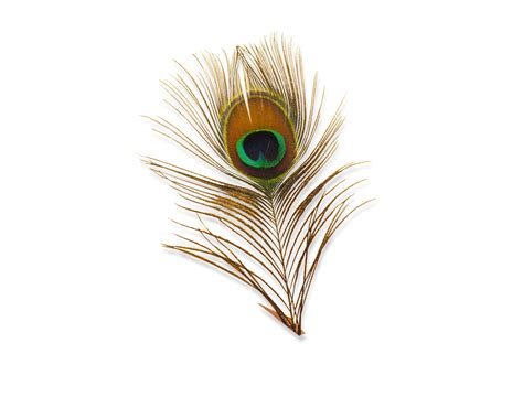 Peacock Feather PNG Transparent Images | PNG All png image