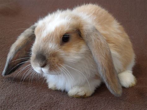 Baby Lop Eared Rabbits Hinckley Leicestershire Rabbit Floppy Eared Bunny Rabbit Breeds