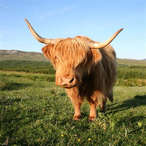 Highlands Cow Hairy Coo Scottish Highlands Scotland Highland Cow