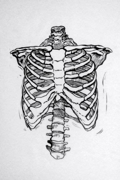 The thorax is anatomical structure supported by a skeletal framework (thoracic cage) and contains the the thoracic cage consists of the 12 pairs of ribs with their costal cartilages and the sternum. LINOCUTS | Human anatomy art, Rib cage drawing, Anatomy art