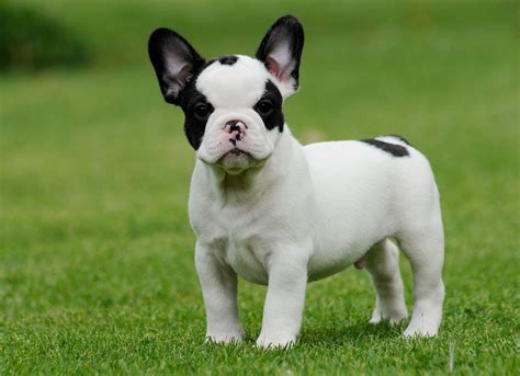 45 French Bulldog Puppies Adorable Pic Bleumoonproductions