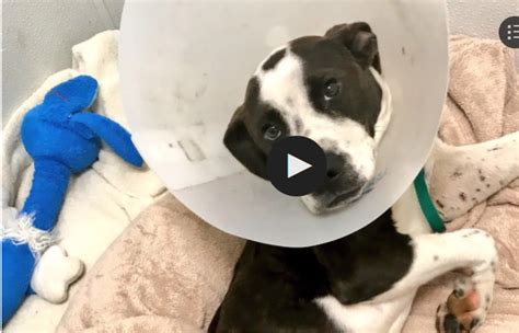On the other hand, unlike rifles, buckshot offers little danger to citizens that. Cruelty investigation: Stray dog's gunshot wound leads to amputation • Pet Rescue Report
