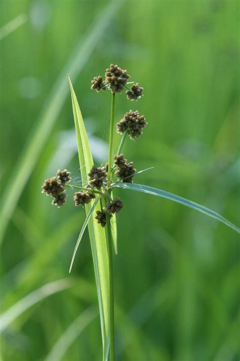 Scirpus Atrovirens Green Bulrush From Kind Earth Growers
