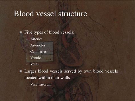 5 Types Of Blood Vessels Spesial 5