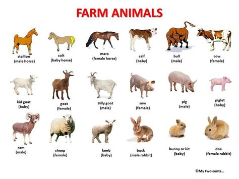 Farm Animals Pictures Animals Name In English Farm Animals