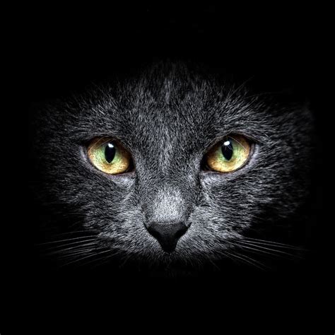 Black Cat Forum Avatar Profile Photo Id 123600 Avatar Abyss