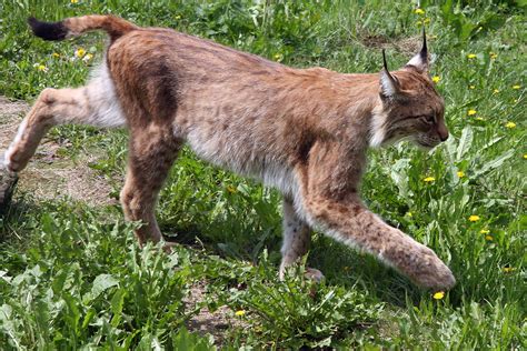 Filelynx Lynx 2 Wikipedia
