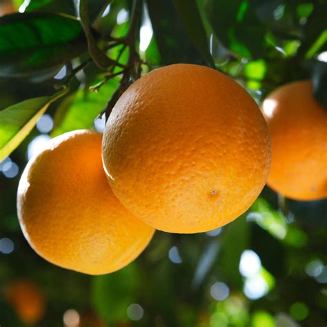 What's the difference between a navel orange tree and a Valencia tree ...