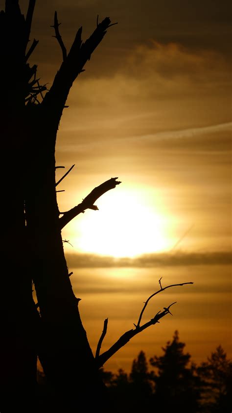 Free Images Tree Nature Forest Branch Silhouette Sun Sunrise