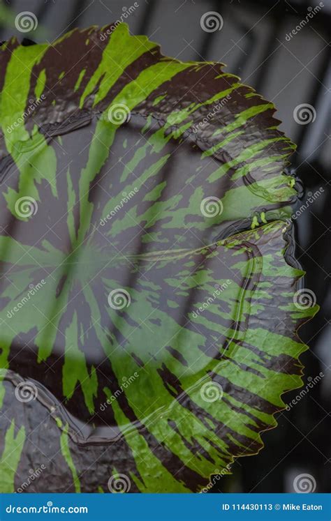 A Colourful Green Lily Pad With Reflection Stock Image Image Of Plant