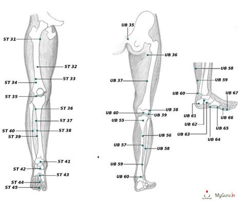Leg Pressure Points Chart