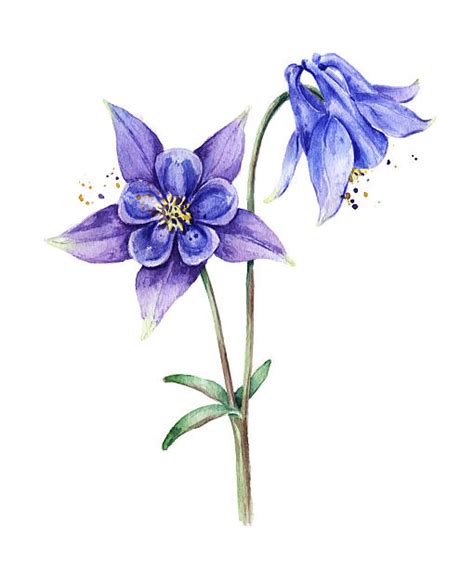Columbine Flower Illustrations Royalty Free Vector Graphics And Clip Art