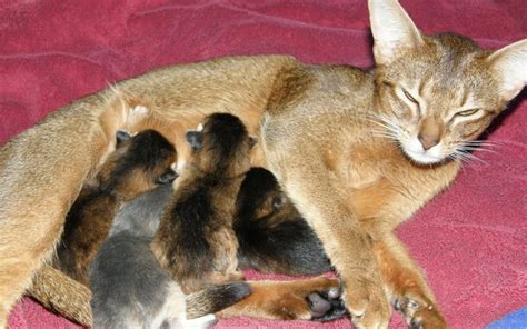 Pregnant Cat Symptoms Archives Canna Pet®