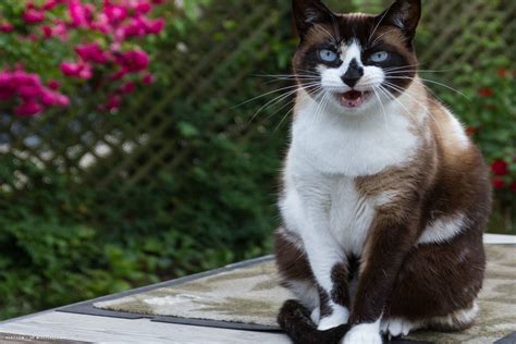 Snowshoe Cat Price Range What To Expect When Buying Snowshoe Cats