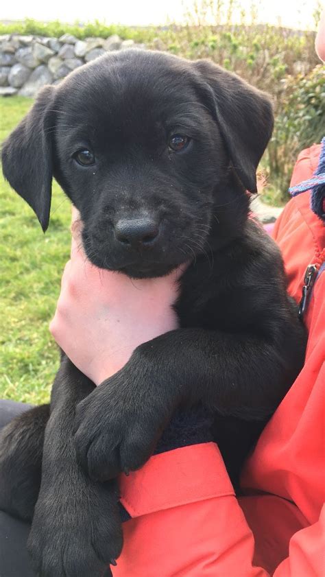 The akc rescue network is the largest network of dog rescue groups in the country, and was officially recognized by the american kennel club in late 2013. 8 week old black lab puppy. Ensure that you are dealing ...