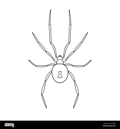 Vector Flat Hand Drawn Outline Spider Isolated On White Background