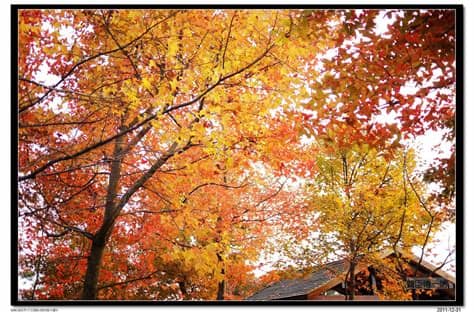 Sur.ly for wordpress sur.ly plugin for wordpress is free of charge. 贊臣博一博: 大棠紅葉