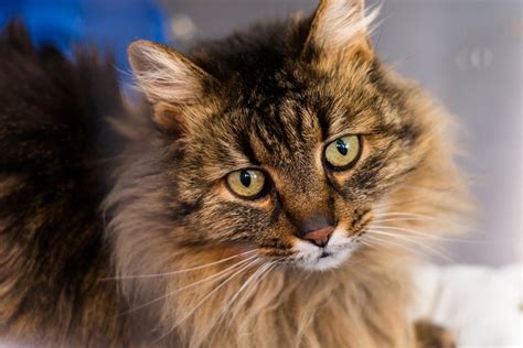 Top Image Domestic Long Haired Cat Thptnganamst Edu Vn