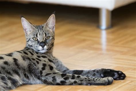 6 Spotted Cat Breeds Bechewy
