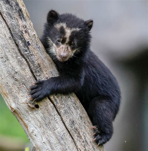 Andean Bear Cub Ronald Wittek Shutterstock Com Peoples Trust For
