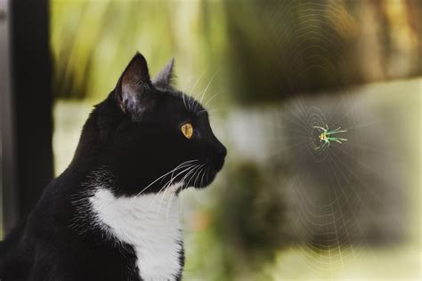 Insects That Are Toxic To Cats