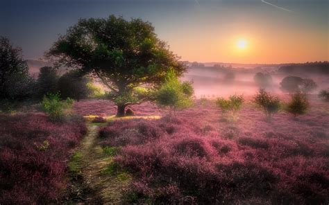 Sunrise Morning Mist Field With Purple Flowers Tree Walk Path Landscape