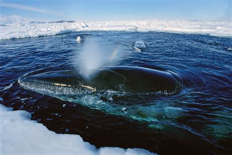 Minke Whales Feast Under Antarctic Ice Study Finds