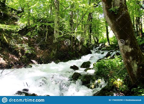 Mountain Stream Landscape Green Forest Colorful View Summer Picture
