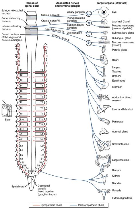 parasympathetic nervous system wikipedia