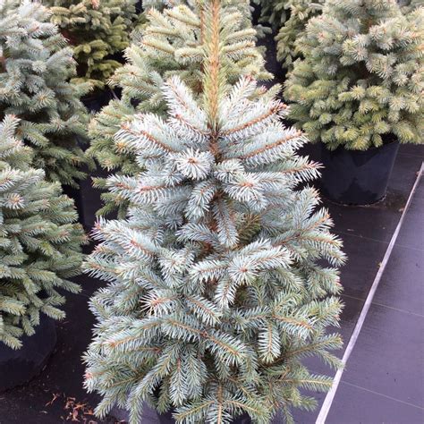 Picea Pungens Baby Blue Multiplants