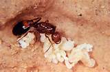 Photos of California Fire Ants