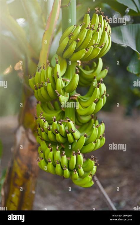 Bunch Of Unripe Green Bananas On Plantation Stock Photo Alamy