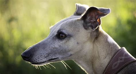 Long Face Dog Dolichocephalic Dog Breeds