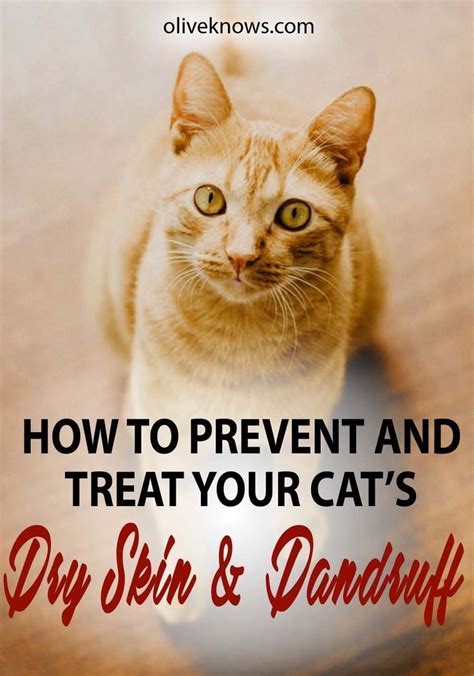 How To Prevent And Treat Your Cat S Dry Skin And Dandruff Artofit
