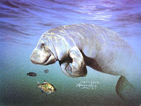 Underwater Paintings Animal And Wildlife Paintings Paintings Of Animals