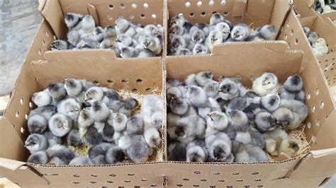 Blue Ameraucana Chicks For Sale Cackle Hatchery