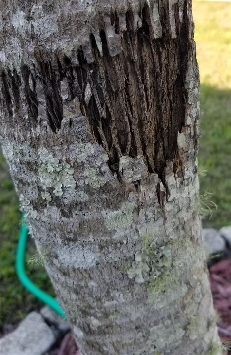 Fungus And Splitting Or Rotting On Palm Trees Gardening And Landscaping