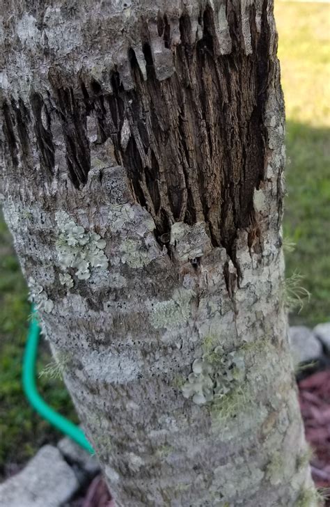Fungus and splitting or rotting on palm trees - Gardening & Landscaping